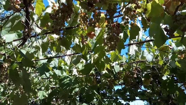 падевый мёд - откуда? смотреть онлайн