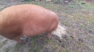 Породы свиней.Какую породу свиней выбрать для дома?