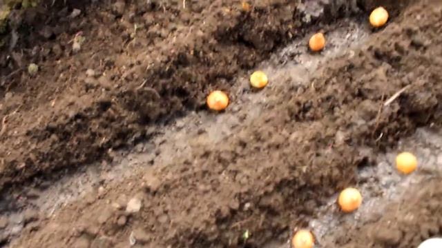 Посадка лука в теплицу. Инструкция от бабушки. смотреть онлайн