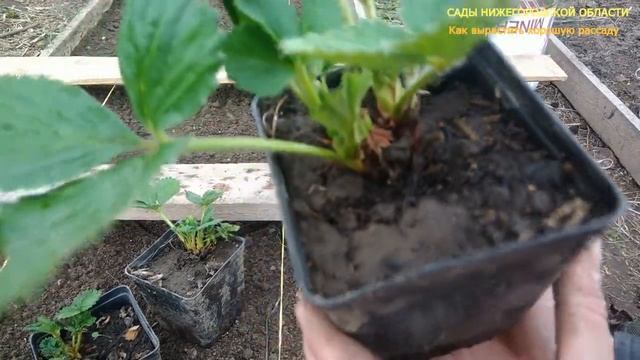 Размножаем клубнику усами.Рассада клубники в горшках смотреть онлайн