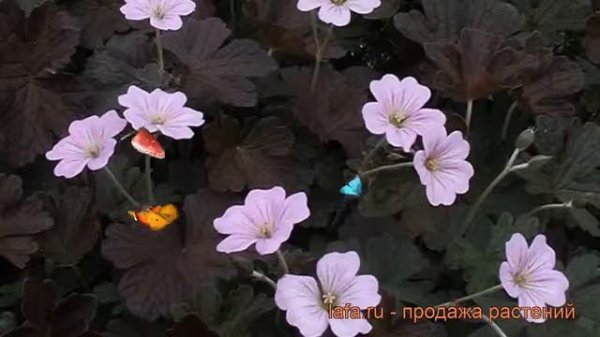 Герань гибридная Даски Краг (geranium dusky crug) ? обзор: как сажать, саженцы герани Даски Краг