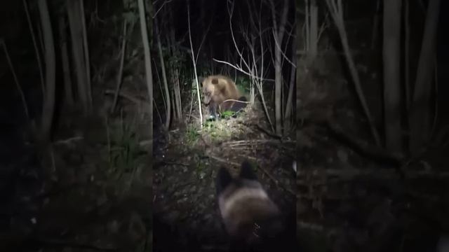 В Лангепасе миролюбивый медведь выдержал выстрел снотворным смотреть онлайн