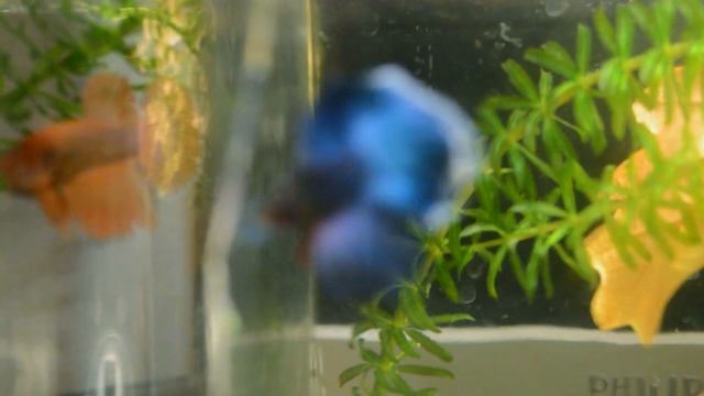 Betta splendens и пузыряющая элодея смотреть онлайн