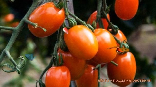 Томат обыкновенный Рио Гранде Оригинал ? обзор: как сажать, семена томата Рио Гранде Оригинал смотреть онлайн