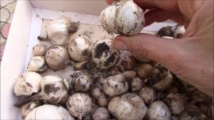 Декоративный лук  Посадка луковиц