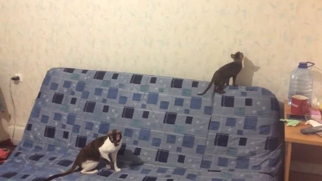 Кудрявые котики Корниш-рекс смотреть онлайн