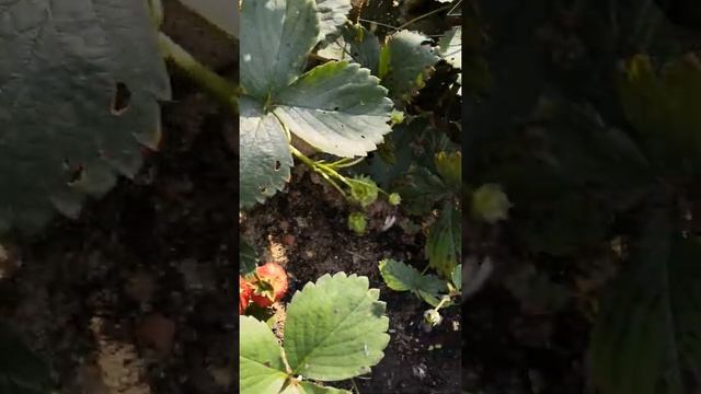 Земляника Регина 13.08.2019г. смотреть онлайн