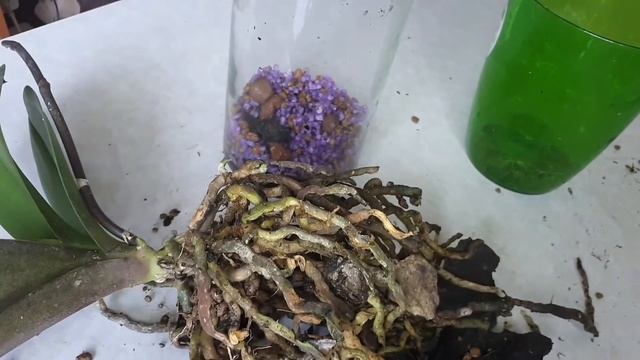 отделяю прикорневую ДЕТКУ орхидеи МУЛЬТИФЛОРЫ/ сажаю в керамзит/отрезаю шейку орхидеи, ЗАЧЕМ? смотреть онлайн