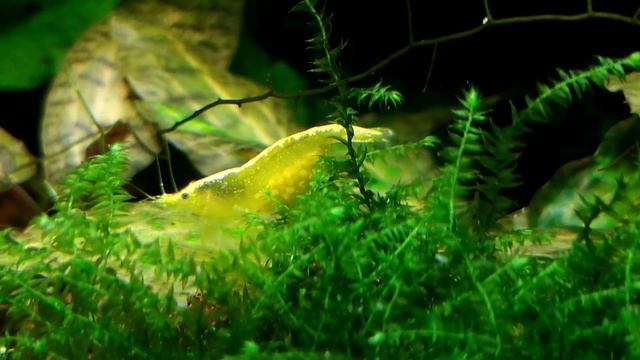 Neocaridina Yellow neon Креветка "Жёлтый неон" с икрой смотреть онлайн