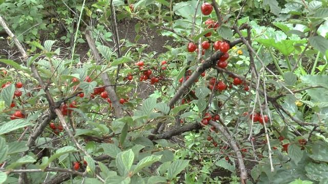 Веганские Рецепты