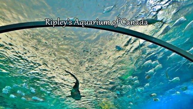 10 Top Tourist Attractions in Toronto смотреть онлайн