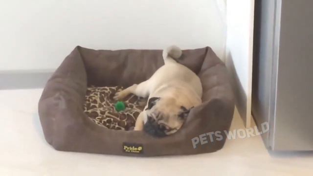 ПОПРОБУЙ НЕ ЗАСМЕЙСЯ , ПРИКОЛЫ С КОТАМИ И ДРУГИМИ ЖИВОТНЫМИ смотреть онлайн