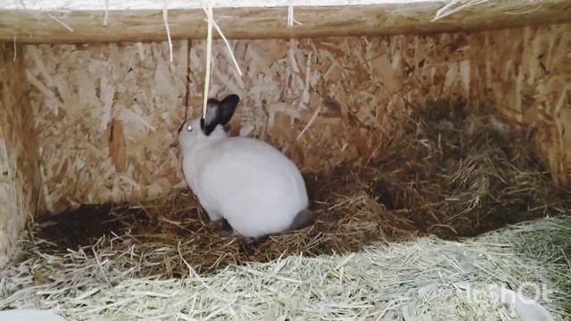 @бельгийский фландр зимой смотреть онлайн