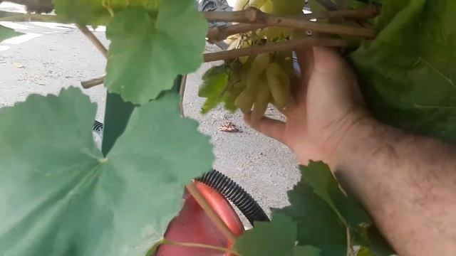 Сорт винограда Хусайне Келин Бармак (Дамские пальчики) смотреть онлайн