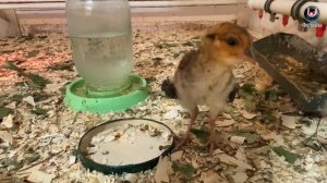 Фазаны для начинающих. Самые простые в разведении виды.