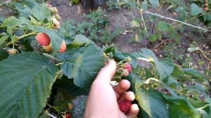 Малина Маргарита