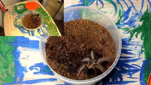ПАУКИ ПТИЦЕЕДЫ SPIDERS Araneae Aranei ἀράχνη смотреть онлайн