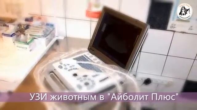 УЗИ животным смотреть онлайн