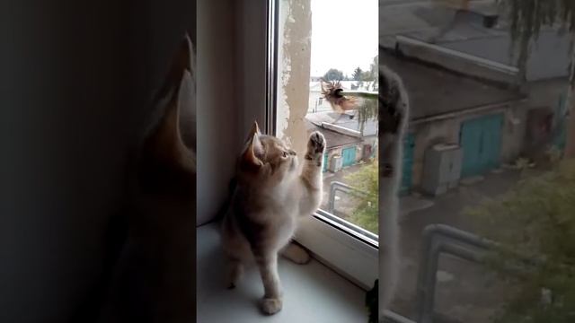 Британская голубая золотая шиншилла мальчик смотреть онлайн