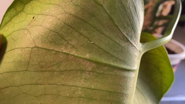 HOUSEPLANT PEST THRIPS: How to get rid of them смотреть онлайн
