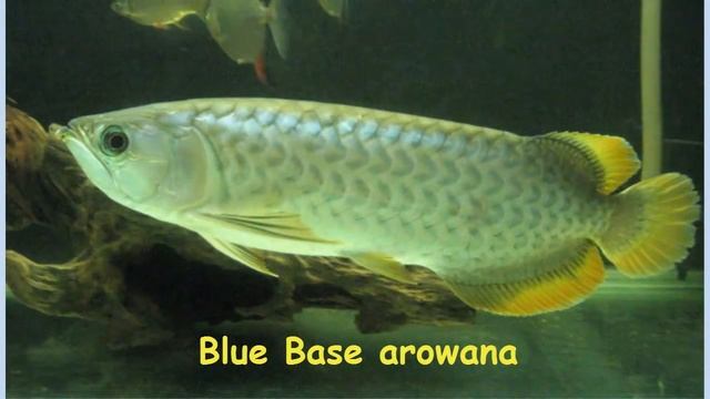 Arowana Species | Types Of Arowana Fish | Red Arowana | Silver Arowana   | Asian Arowana | Arowana