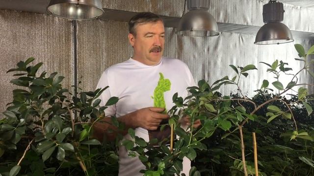 Гуава земляничная. Воронеж. 1 февраля. смотреть онлайн