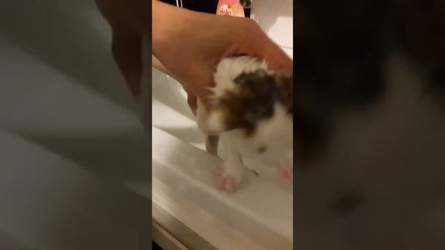 КОТЕНОК КУПАТЬСЯ НЕ ХОЧЕТ!!! смотреть онлайн