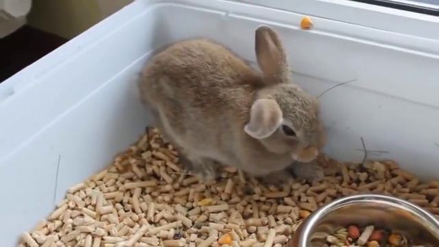 Как засыпает кролик СМЕШНОЙ ЮМОР смотреть онлайн