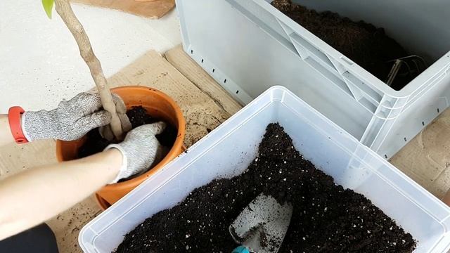 Пересаживаю ЦИТРУСЫ с полной заменой ГРУНТА. Пересадила ВСЕ! В горшках ОДНИ КАМНИ смотреть онлайн