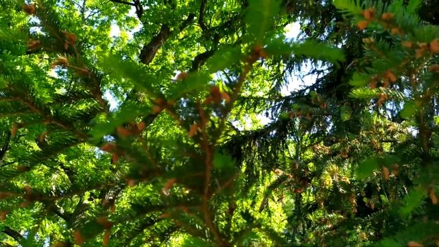 Павловский парк в июне. Зелень, луговые цветы, изумительный воздух! | пригороды Питера смотреть онлайн