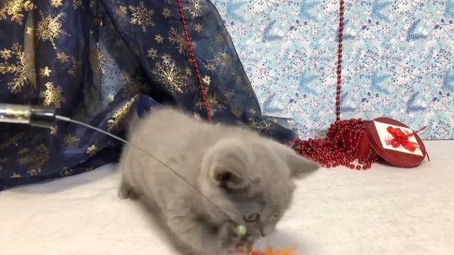 Британский котенок, возраст 2 месяца, продаётся смотреть онлайн