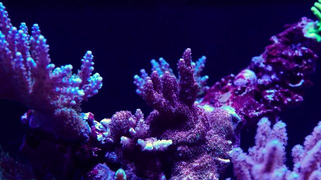 4K Macros - The Island Reef смотреть онлайн