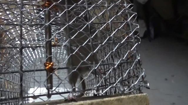 #55. Охота на КРЫС с комплексом “HWRAT-HUNTER“. Свежая кровь смотреть онлайн