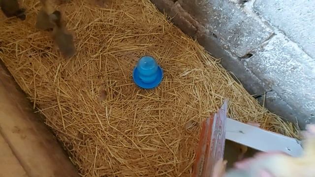 Что привез из ХАРЬКОВА?)) БУДЕТ МНЕ ОБНОВЛЕНИЕ СТАДА))ИНДИЙСКИЙ БЕГУНОК НАКЛЮНУЛСЯ! смотреть онлайн