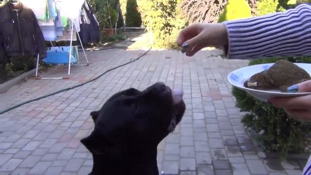 Собака Кане Корсо собака любит требуху. #canecorso смотреть онлайн