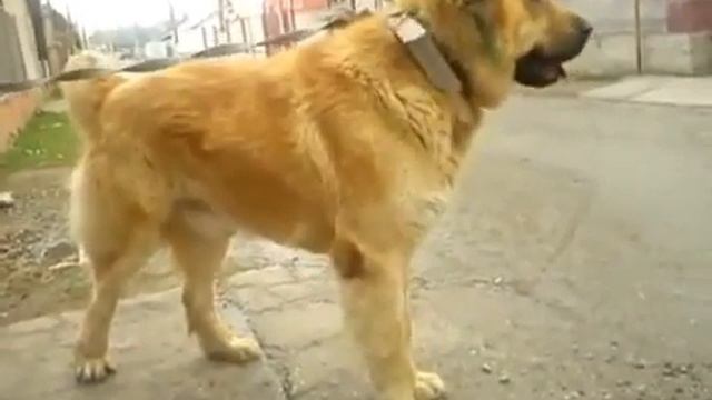 Старый и Легендарный Бугор редкий кадр!
