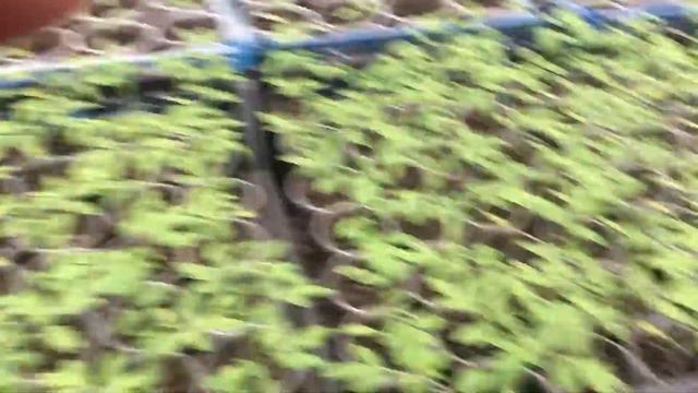 Расада помидор 7.01.2019 смотреть онлайн