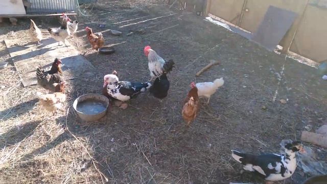 крольчатам 2 месяца / ответ на комментарии / витамины для сукотной козы / пропали куры смотреть онлайн