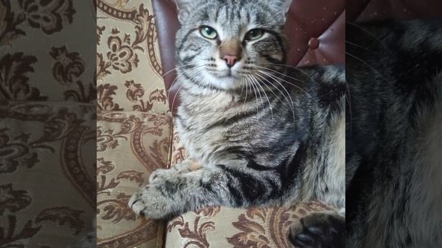 Кошки.Их способности.Забота о животных смотреть онлайн