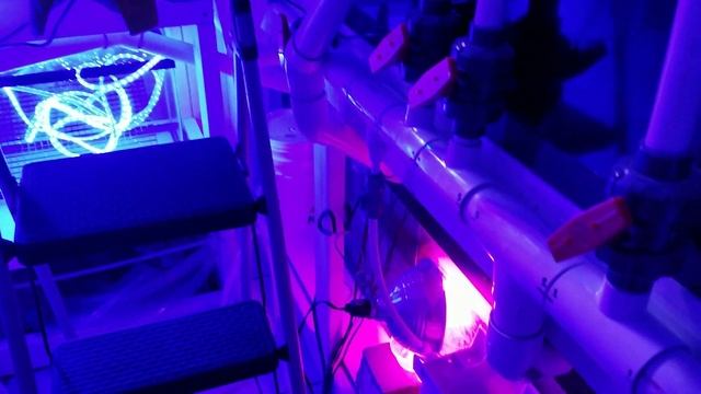 Skunk Cleaner Shrimp Released Hundreds of Babies смотреть онлайн