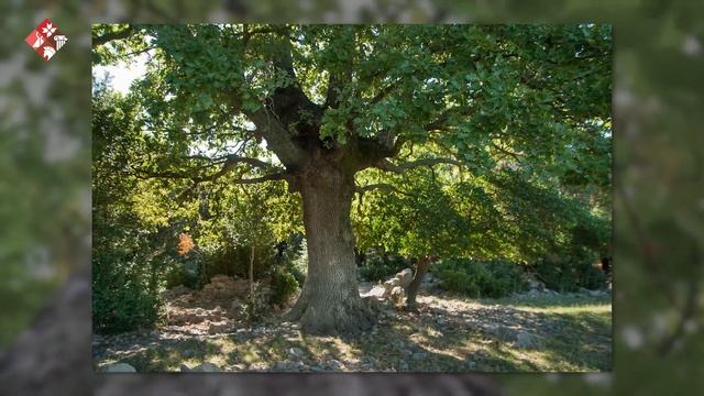 Музей на природе. Дуб