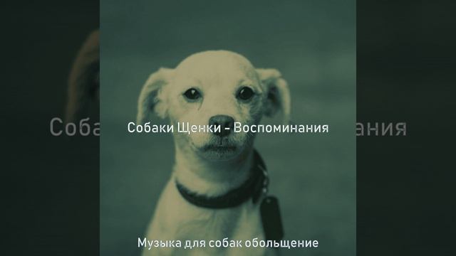 Моменты (Выгул собак) смотреть онлайн