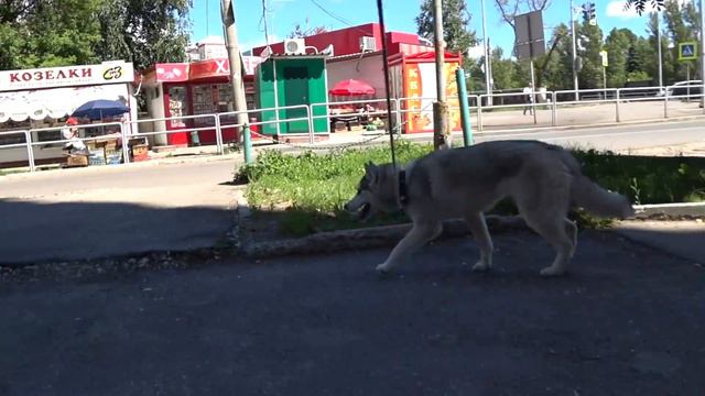 Рожать или не рожать?! Щенки от хаски Капеллы смотреть онлайн