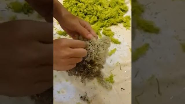 Очистка мха смотреть онлайн