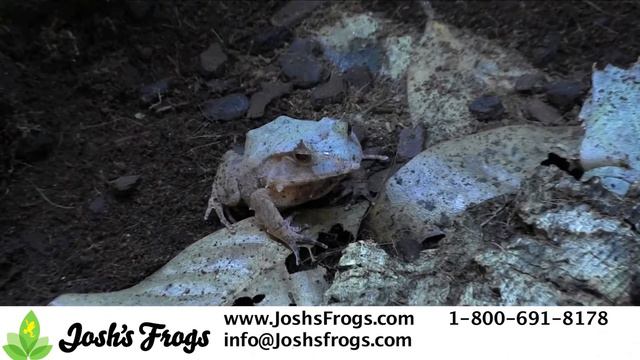 Solomon Island Leaf Frogs as Pets смотреть онлайн