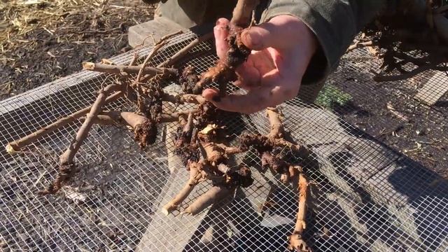 How to Grow Licorice Root with Michael Pilarski "Skeeter" смотреть онлайн
