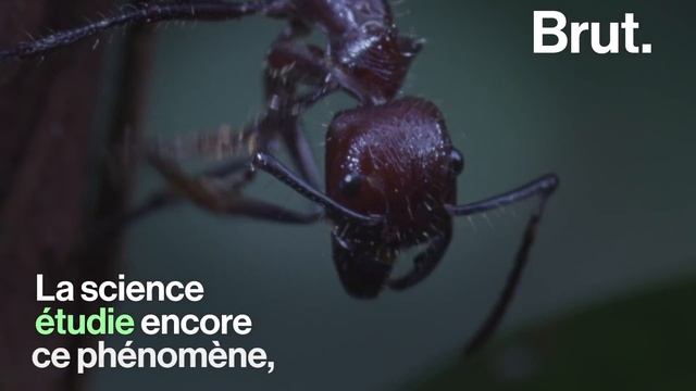 Ce Champignon Parasite Change Les Insectes En Zombies