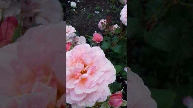 Розы в моём саду. Роза prix p. J, reroute. 23 июня 2020 год смотреть онлайн