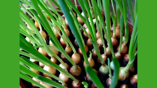 Как вырастить Зеленый Лук на подоконнике в Грунте или Воде смотреть онлайн