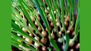 Как вырастить Зеленый Лук на подоконнике в Грунте или Воде